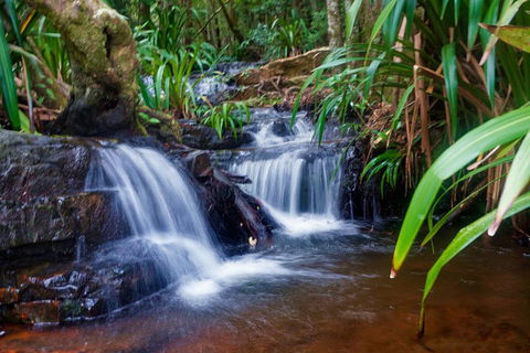 Glow Worms Private Tour - Nocturnal Rainforest Walk - Accommodation Mermaid Beach 5
