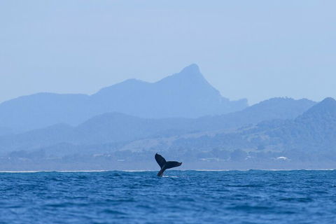 The Byron Bay Sea Kayak Tour - Accommodation Mermaid Beach 0