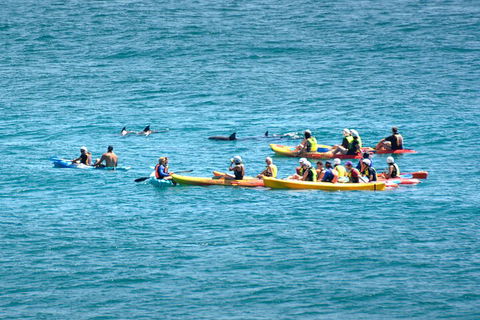 The Byron Bay Sea Kayak Tour - Accommodation Mermaid Beach 1