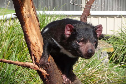 6-Day Tasmania Small-Group Guided Tour With Gourmet Food - Accommodation Mermaid Beach 1