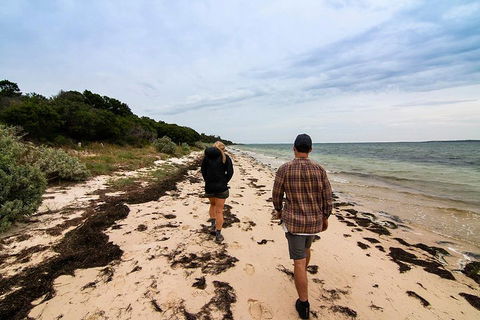 Phillip Island And French Island Wildlife Expedition - Accommodation Mermaid Beach 1