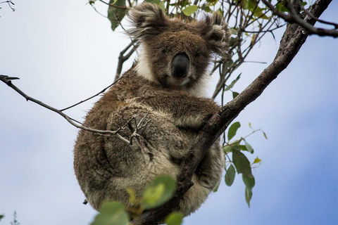 Phillip Island And French Island Wildlife Expedition - Accommodation Mermaid Beach 3