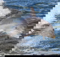 Noosa Oceanrider Scenic Dolphin Safari - Accommodation Mermaid Beach