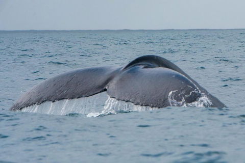 2-Hour Guided Whale Watching Tour At Noosa - Accommodation Mermaid Beach 1