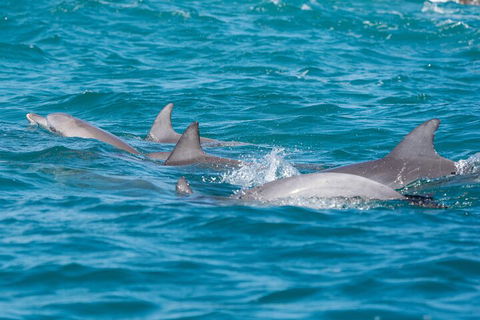 2-Hour Guided Whale Watching Tour At Noosa - Accommodation Mermaid Beach 2