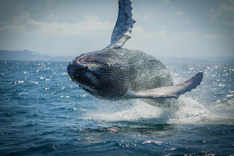 2-Hour Guided Whale Watching Tour At Noosa - Accommodation Mermaid Beach 3