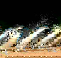 Phillip Island Penguins Private Tour - Accommodation Mermaid Beach