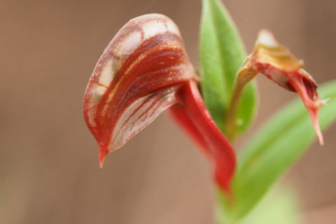 Wave Rock, Wild Flowers And Astro Photography - Accommodation Mermaid Beach 2