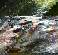 Daintree Rainforest Cape Tribulation Mossman Gorge Small-Group Day Tour - Accommodation Mermaid Beach