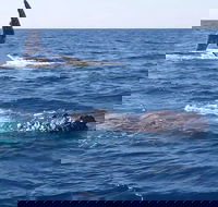 Noosa Whale Watching - Accommodation Mermaid Beach
