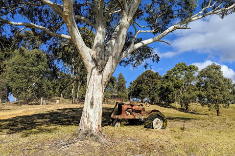 Blue Mountains Private Tour - Wild Kangaroos, Waterfalls And The Three Sisters - Accommodation Mermaid Beach 1