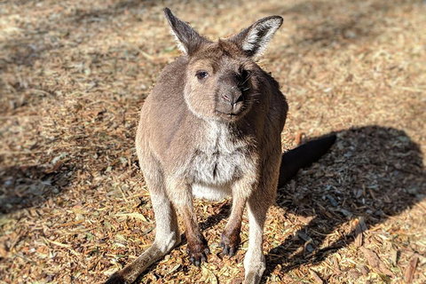 Blue Mountains Private Tour - Wild Kangaroos, Waterfalls And The Three Sisters - Accommodation Mermaid Beach 2