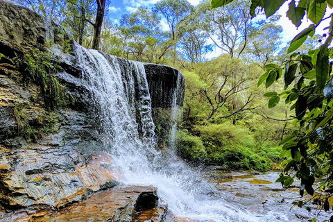 Blue Mountains Private Tour - Wild Kangaroos, Waterfalls And The Three Sisters - Accommodation Mermaid Beach 5