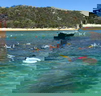 All Inclusive Dolphin and Tangalooma Wrecks Cruise - Accommodation Mermaid Beach