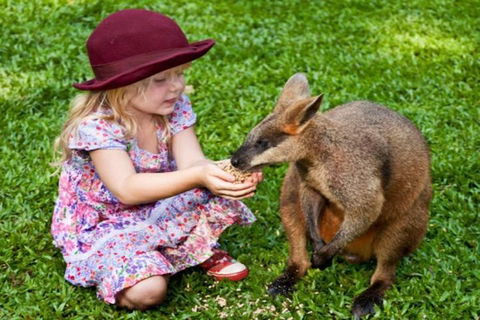 Kuranda Day Tour + HotAir Balloon Combo - Accommodation Mermaid Beach 0