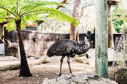 Sydney Taronga Zoo General Entry Ticket And Wild Australia Experience - Accommodation Mermaid Beach 0