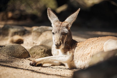 Sydney Taronga Zoo General Entry Ticket And Wild Australia Experience - Accommodation Mermaid Beach 3