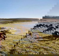Kangaroo Island Personal Group Tours - Accommodation Mermaid Beach