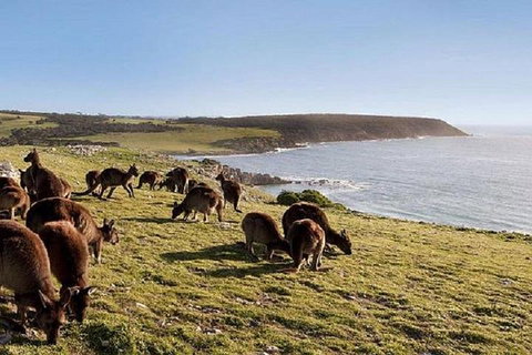 Kangaroo Island Personal Group Tours - Accommodation Mermaid Beach 0