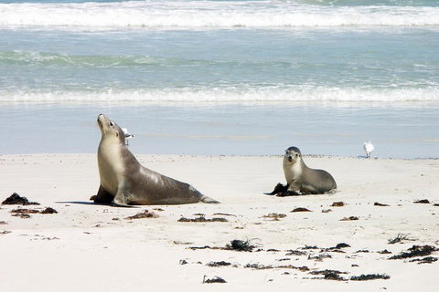 Kangaroo Island Personal Group Tours - Accommodation Mermaid Beach 3
