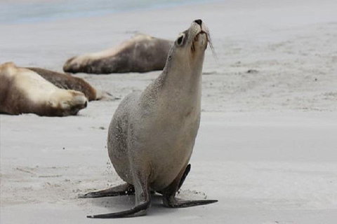 Kangaroo Island Personal Group Tours - Accommodation Mermaid Beach 4
