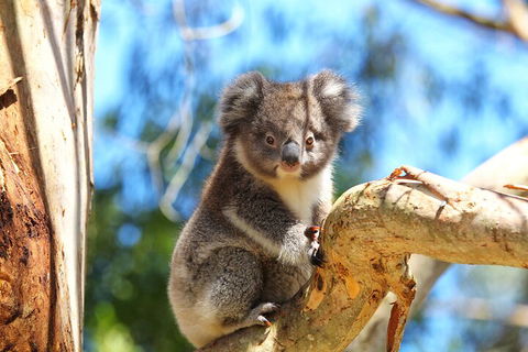 LGBT+ Friendly 2 Day Private Tour Great Ocean Road + Phillip Island - Accommodation Mermaid Beach 1