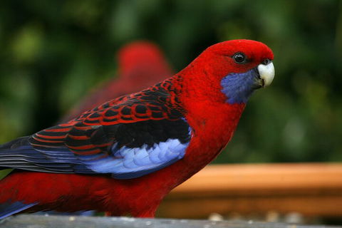 LGBT+ Friendly 2 Day Private Tour Great Ocean Road + Phillip Island - Accommodation Mermaid Beach 3