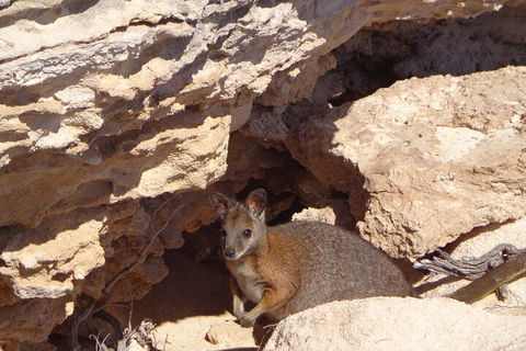 Shipwreck Special Full Day Tour Of The Abrolhos Islands - Accommodation Mermaid Beach 4