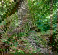 Private Daintree Mossman Gorge Exclusive Nature and Wildlife Focus - Accommodation Mermaid Beach