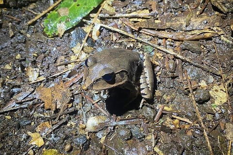 Evening Rainforest & Glow Worm Experience - Accommodation Mermaid Beach 1