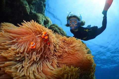 Silversonic Outer Great Barrier Reef Dive And Snorkel Cruise From Port Douglas - Accommodation Mermaid Beach 3