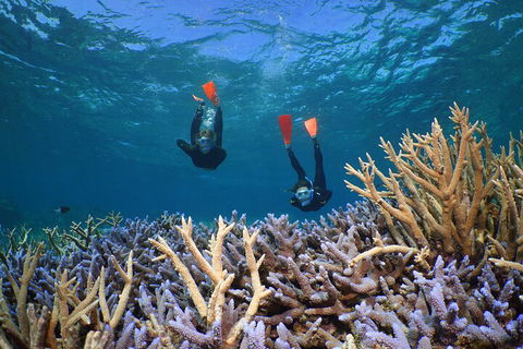 Silversonic Outer Great Barrier Reef Dive And Snorkel Cruise From Port Douglas - Accommodation Mermaid Beach 4