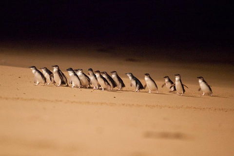 The Ultimate Melbourne Attractions Pass - Accommodation Mermaid Beach 5