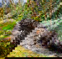 Cradle Mountain National Park Day Tour from Launceston - Accommodation Mermaid Beach