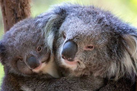 Half-Day Or Full-Day Tour With Private Guide From Melbourne - Accommodation Mermaid Beach 1