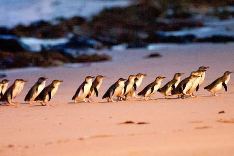 Half-Day Or Full-Day Tour With Private Guide From Melbourne - Accommodation Mermaid Beach 5