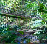 Double Pack-Ancient Rainforest and Waterfalls - Accommodation Mermaid Beach