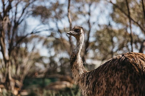 Wave Rock, York, Wildflowers, And Aboriginal Cultural Day Tour From Perth - Accommodation Mermaid Beach 4