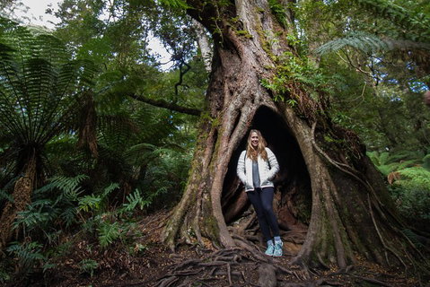 Great Ocean Road Small-Group Ecotour From Melbourne - Accommodation Mermaid Beach 4
