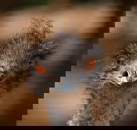 Currumbin Wildlife Sanctuary General Entry Ticket - Accommodation Mermaid Beach