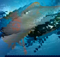 Great Barrier Reef Snorkeling and Diving Cruise from Cairns - Accommodation Mermaid Beach
