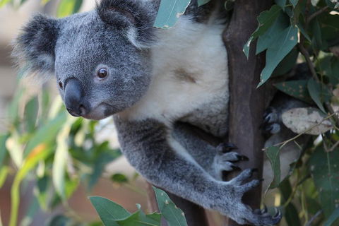 Sydney Attractions Pass: SEA LIFE Aquarium, Sydney Tower Eye, WILD LIFE Zoo And Madame Tussauds - Accommodation Mermaid Beach 2