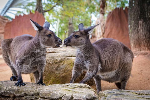 Sydney Attractions Pass: SEA LIFE Aquarium, Sydney Tower Eye, WILD LIFE Zoo And Madame Tussauds - Accommodation Mermaid Beach 5