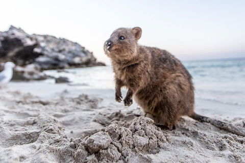 Rottnest Island All-Inclusive Grand Island Tour From Fremantle - Accommodation Mermaid Beach 2