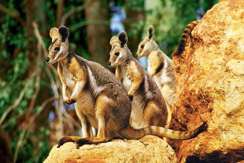 Sydney Harbour Hop On Hop Off Cruise With Taronga Zoo Entry - Accommodation Mermaid Beach 4