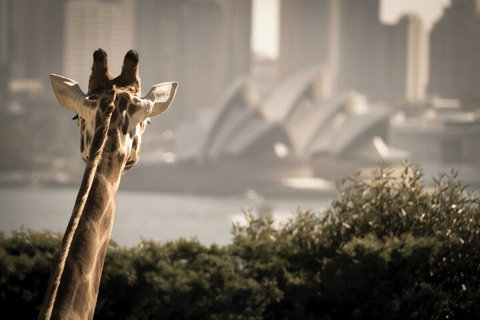 Sydney Harbour Hop On Hop Off Cruise With Taronga Zoo Entry - Accommodation Mermaid Beach 5