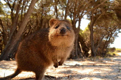 Wave Rock & Rottnest Island - Air & Ground Tour - Accommodation Mermaid Beach 0