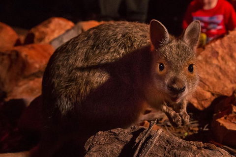 Alice Springs Desert Park Nocturnal Tour - Accommodation Mermaid Beach 3