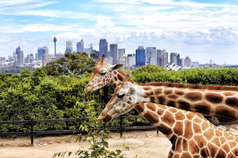 Go City | Sydney Explorer Pass With 20+ Attractions And Tours - Accommodation Mermaid Beach 2