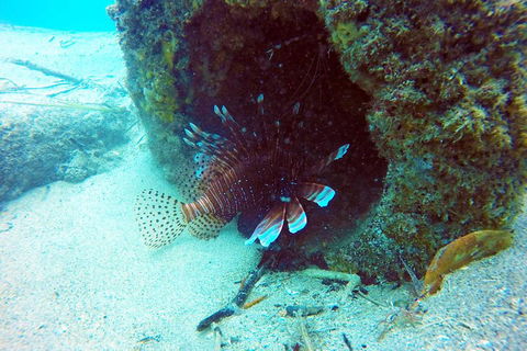 Wave Break Island Scuba Diving On The Gold Coast - Accommodation Mermaid Beach 5